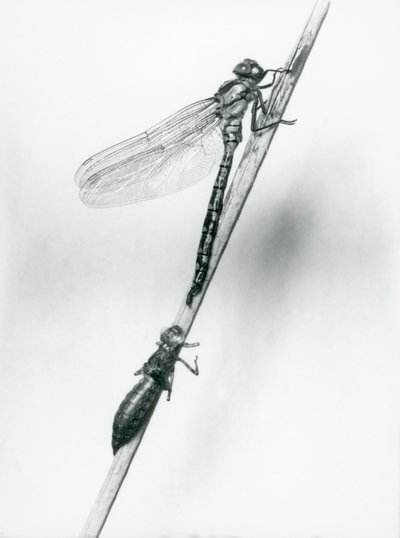 Una libélula de anillo dorado recién emergida descansa sobre un junco por encima de su caparazón larval vacío, o exuvia, Zoológico de Londres, 1925 de Frederick William Bond