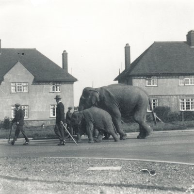 Un par de elefantes indios caminando de Tilbury a ZSL Whipsnade de Frederick William Bond