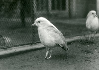 Un par de kagus, o cagous, de pie en el suelo de su recinto en el zoológico de Londres, 1927 de Frederick William Bond