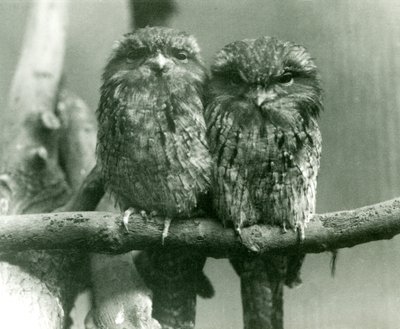 Un Par de Tawny Frogmouths Sentados en una Rama en el Zoológico de Londres en 1924 de Frederick William Bond