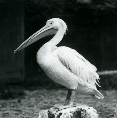 Un pelícano sobre un tocón en el Zoológico de Londres, septiembre de 1925 de Frederick William Bond