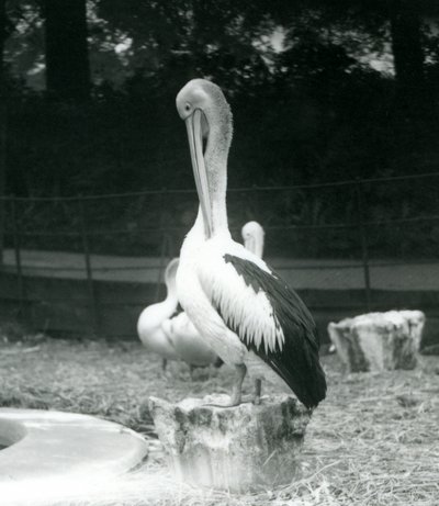 Un pelícano, de pie en un tocón de árbol, acicalándose el cuello en el Zoológico de Londres en septiembre de 1925 de Frederick William Bond