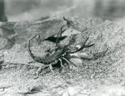 Un escorpión en el Zoológico de Londres en 1929 (foto en blanco y negro) de Frederick William Bond