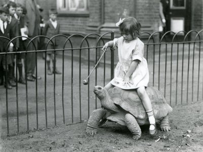 Una niña pequeña, Betty, sostiene un palo con una manzana en la punta para guiar a la tortuga gigante que está montando, Zoológico de Londres, 1924 de Frederick William Bond