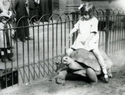 Una niña pequeña, Betty, sostiene un palo con una manzana en la punta para guiar a la tortuga gigante que está montando, Zoológico de Londres, 1924 de Frederick William Bond
