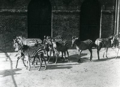 Una pequeña manada de cebras de Chapman en el Zoológico de Londres en 1924 de Frederick William Bond