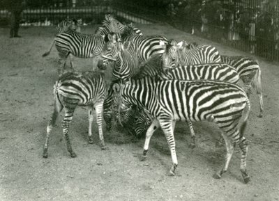 Una pequeña manada de cebras de Chapman, incluyendo jóvenes, Zoológico de Londres en 1923 de Frederick William Bond