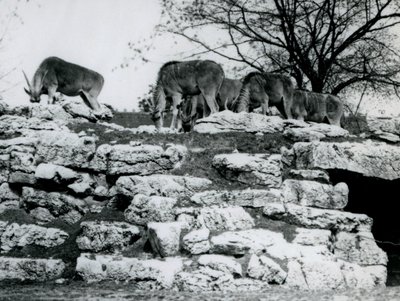 Una pequeña manada de Eland común pastando entre las rocas en el Paddock de Antílopes Eland en el Zoológico de Londres en junio de 1925 de Frederick William Bond