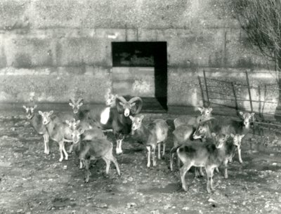 Una pequeña manada de muflones en el Zoológico de Londres en noviembre de 1926 de Frederick William Bond
