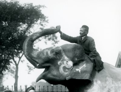Un entrenador sentado a horcajadas en el cuello de un Elefante Indio decorado mientras se inclina hacia adelante para sostener el extremo de su trompa levantada, Zoológico de Londres, 1927 de Frederick William Bond