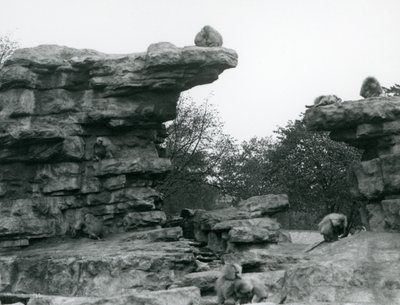 Una tropa de babuinos sagrados entre las rocas en 