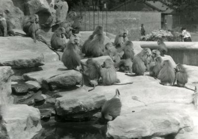 Una tropa de Babuinos Sagrados, incluyendo uno bebiendo de un charco, entre las rocas de 