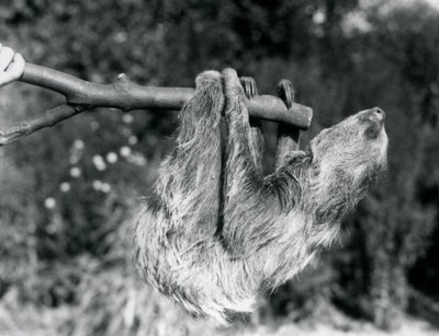 Un perezoso de dos dedos colgando de una rama cortada, sostenida por un cuidador, Zoológico de Londres, septiembre de 1925 de Frederick William Bond