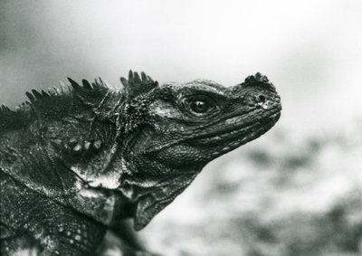 Un vulnerable lagarto de vela en el Zoológico de Londres en 1928 de Frederick William Bond