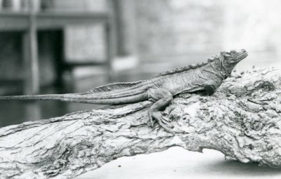 Un vulnerable lagarto de vela descansando en un tronco en el Zoológico de Londres en 1928 de Frederick William Bond
