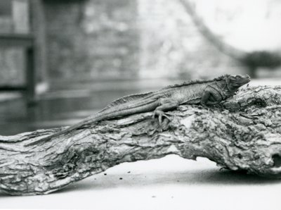 Un vulnerable lagarto de vela descansando en un tronco en el Zoológico de Londres en 1928 de Frederick William Bond