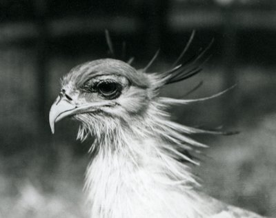 Un vulnerable pájaro secretario en el Zoológico de Londres en 1928 (foto en b/n) de Frederick William Bond