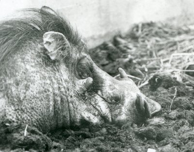 Un jabalí descansando en el barro en el Zoológico de Londres, 1927 de Frederick William Bond