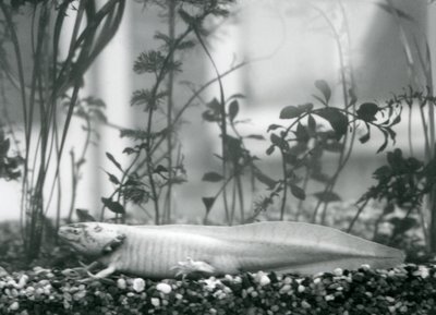Un Axolote Blanco/Salamandra Mexicana descansando sobre grava en el fondo de un tanque en el Zoológico de Londres en 1928 de Frederick William Bond