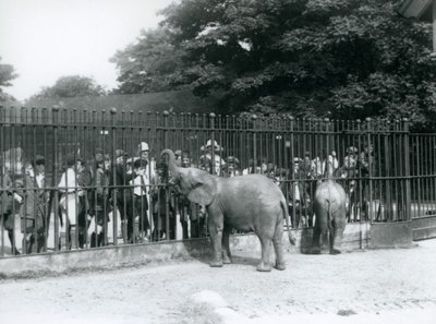 Un joven elefante africano y un elefante pigmeo africano interactúan con un gran grupo de niños, a través de las rejas de su corral, Zoológico de Londres, 1926 de Frederick William Bond
