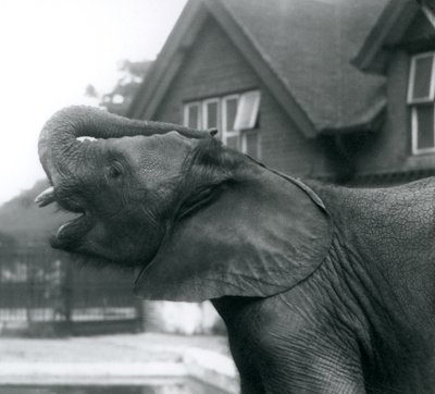 Un joven elefante africano con su trompa levantada sobre su frente, Zoológico de Londres, agosto de 1925 de Frederick William Bond
