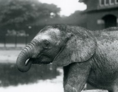 Un joven elefante africano con el extremo de su trompa en la boca, Zoológico de Londres, agosto de 1925 de Frederick William Bond