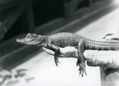 Un joven Caimán sostenido en la mano de su cuidador, Zoológico de Londres de Frederick William Bond