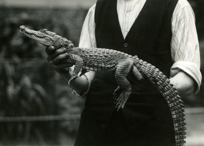 Un joven caimán americano sostenido por su cuidador, zoológico de Londres, 1924 de Frederick William Bond