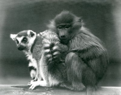 Un joven babuino se acurruca con un lémur de cola anillada en una viga, Zoológico de Londres, 1925 de Frederick William Bond