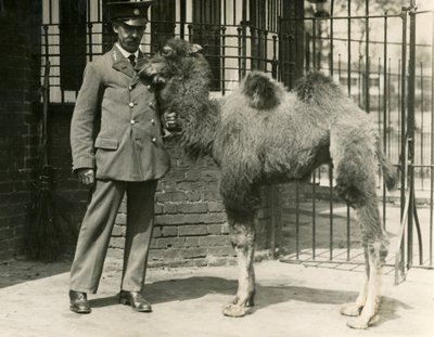 Un joven Camello Bactriano, nacido en la colección, con su cuidador, Zoológico de Londres de Frederick William Bond