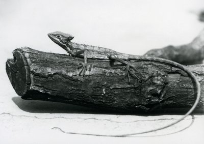 Un joven lagarto basilisco descansando en un tronco en el Zoológico de Londres en agosto de 1928 de Frederick William Bond