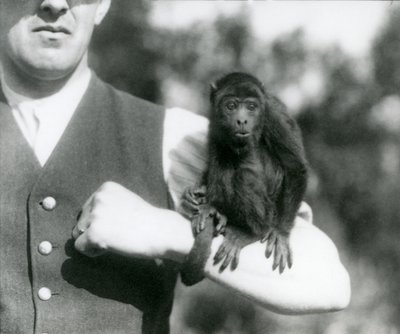 Un joven mono aullador negro sentado en el brazo de un hombre con su cola prensil envuelta alrededor de su muñeca, zoológico de Londres, 1923 de Frederick William Bond