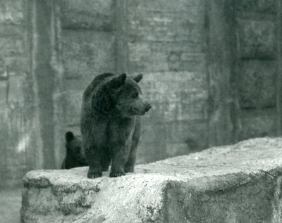Un joven oso pardo en el zoológico de Londres, junio de 1914 de Frederick William Bond