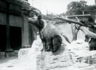 Un joven oso pardo sentado en una roca en primer plano con otro caminando detrás y un tercero durmiendo en una rama, Zoológico de Londres, agosto de 1913 de Frederick William Bond