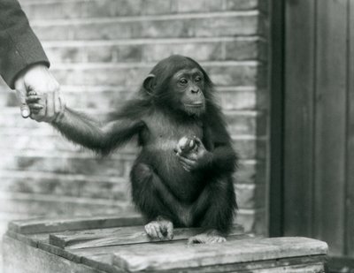 Un joven chimpancé sosteniendo la mano de un cuidador mientras está sentado en una caja de madera, Zoológico de Londres, junio de 1926 de Frederick William Bond