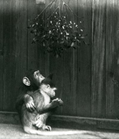 Un joven chimpancé abraza a un mangabey bajo el muérdago en el Zoológico de Londres en diciembre de 1924 de Frederick William Bond
