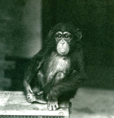 Un joven chimpancé sentado en una caja de madera en el Zoológico de Londres en 1924 de Frederick William Bond