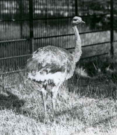 Un joven Ñandú de Darwin/Ñandú Menor de pie sobre el césped, junto a la cerca de su recinto, Zoológico de Londres de Frederick William Bond