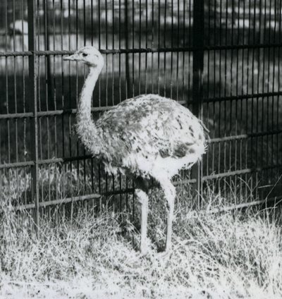 Un joven ñandú de Darwin/ñandú menor de pie sobre el césped, junto a la cerca de su recinto, Zoológico de Londres de Frederick William Bond