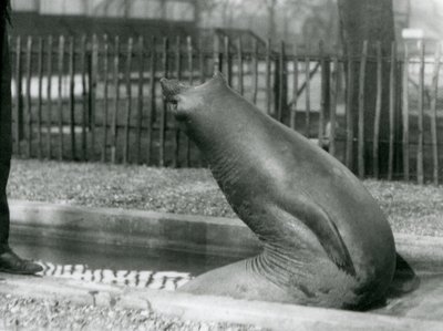 Un joven Elefante Marino estirándose hacia atrás, Zoológico de Londres de Frederick William Bond