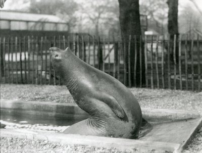 Un joven Elefante Marino estirándose hacia atrás, Zoológico de Londres de Frederick William Bond