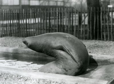Una joven Foca Elefante estirándose hacia atrás, Zoológico de Londres de Frederick William Bond