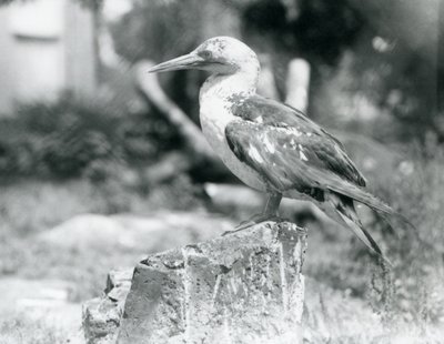 Un joven Alcatraz posado en un tocón de árbol en el Zoológico de Londres en 1929 (foto en blanco y negro) de Frederick William Bond