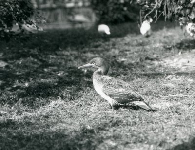 Un joven alcatraz de pie sobre el césped en el Zoológico de Londres en septiembre de 1927 de Frederick William Bond