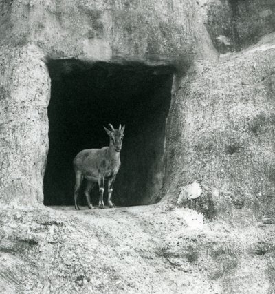 Un joven íbice griego de pie en la entrada de una cueva en las rocas artificiales de las terrazas Mappin, Zoológico de Londres, agosto de 1927 de Frederick William Bond