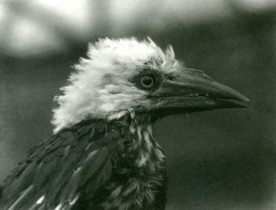 Un Joven Calao en el Zoológico de Londres, 1924 de Frederick William Bond