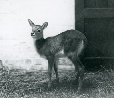 Un joven Lechwe de pie sobre heno, Zoológico de Londres, enero 1926 de Frederick William Bond