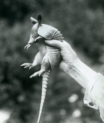 Un joven armadillo de nueve bandas sostenido en la mano de un cuidador, Zoológico de Londres, agosto de 1926 de Frederick William Bond