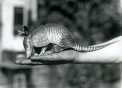 Un joven armadillo de nueve bandas descansando en la palma abierta de un cuidador, Zoológico de Londres, agosto de 1926 de Frederick William Bond