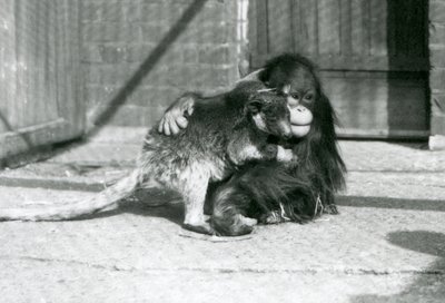 Un joven orangután abraza a un canguro arborícola en el zoológico de Londres en 1927 de Frederick William Bond